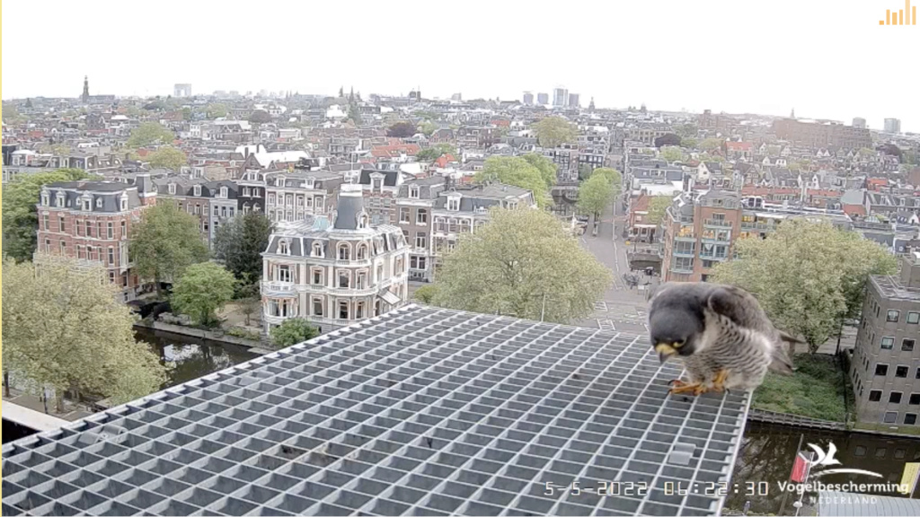 Amsterdam/Rijksmuseum screenshots © Beleef de Lente/Vogelbescherming Nederland - Pagina 31 Scher994
