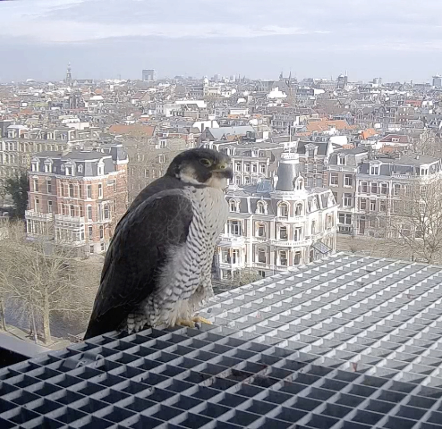 Amsterdam/Rijksmuseum screenshots © Beleef de Lente/Vogelbescherming Nederland - Pagina 2 Scherm18