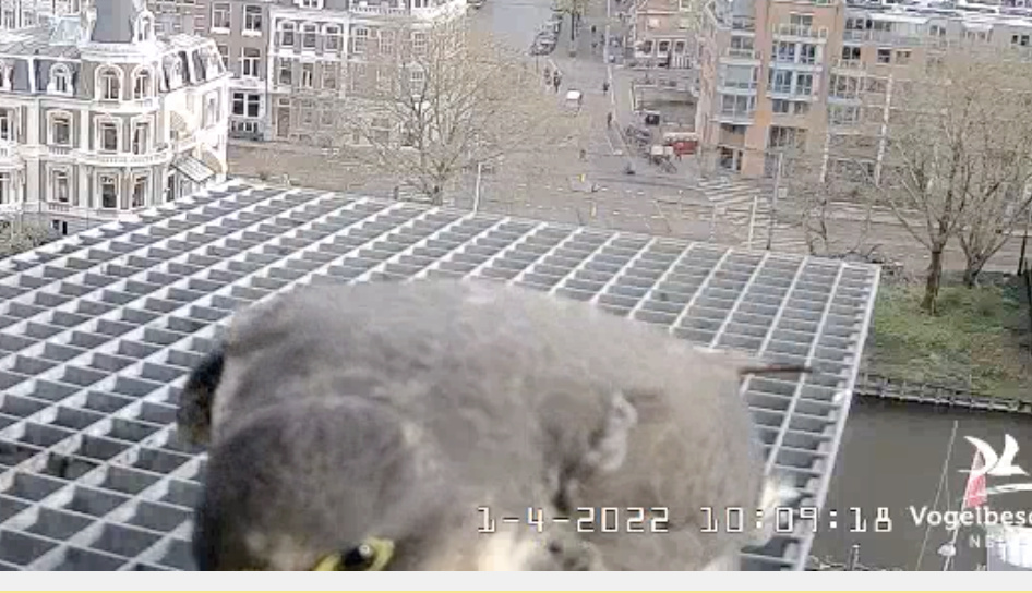 Amsterdam/Rijksmuseum screenshots © Beleef de Lente/Vogelbescherming Nederland - Pagina 13 Scherm22