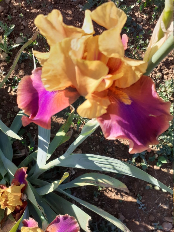 Iris 'Glamazon' - [Identification]Iris vendu pour Syncopation Syncop14