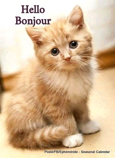 Discussion sur l'étoile du 10 octobre 2019 Fb_im241