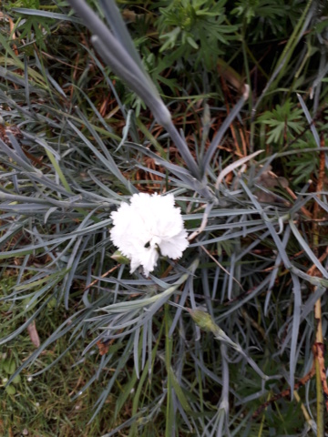 Oeillet Mignardise "Diane" Dianthus Plumarius. 20210514