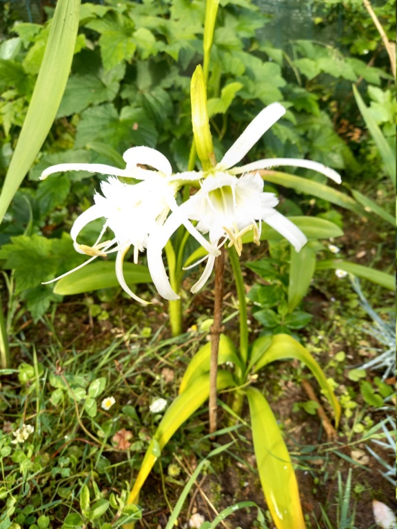 Qu'avez-vous fait au jardin aujourd'hui ? (Partie 3 - Janvier 2020 à....) - Page 22 20210633