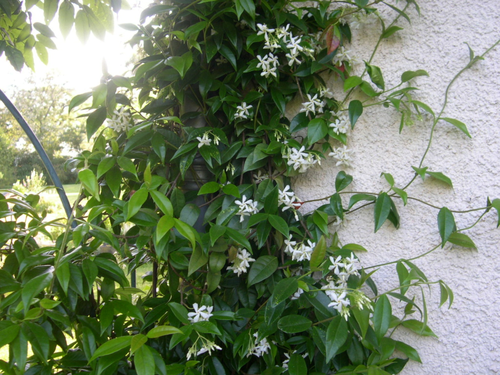 Les belles grimpantes Jasmin10