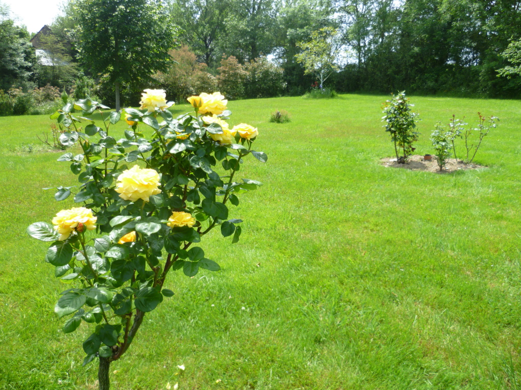 Rosiers de Suzon Rosier10