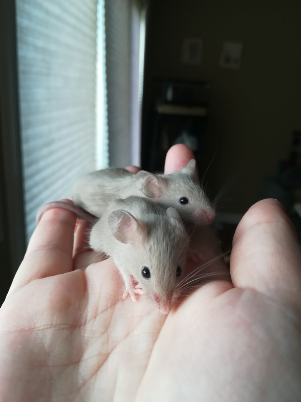 (Male) Self Black & Stone month old babies  Img_2031