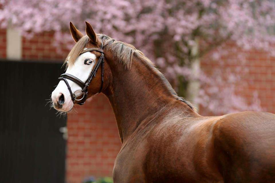 Répertoire de Poneyogalop Wsq310