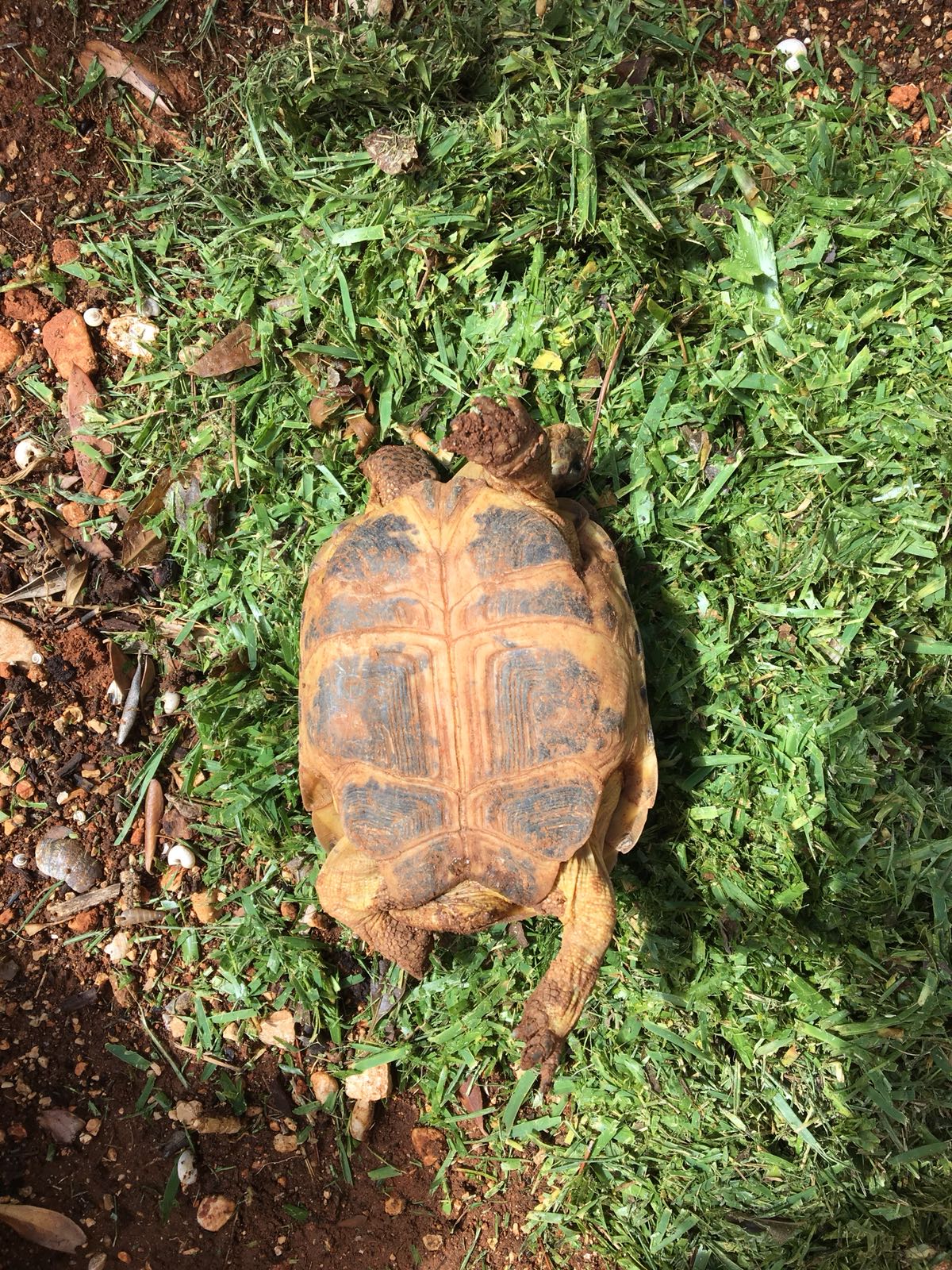 Tortues peu actives, ne mangent plus après déménagement 210