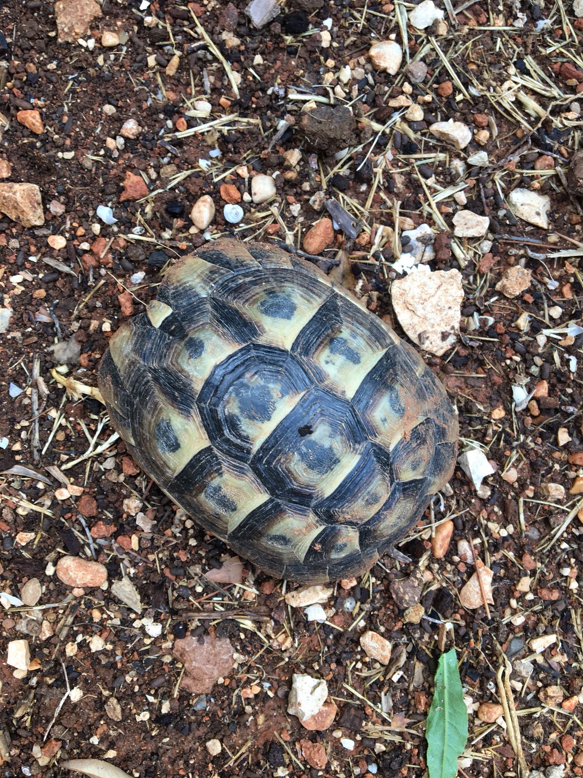 Tortues peu actives, ne mangent plus après déménagement 411