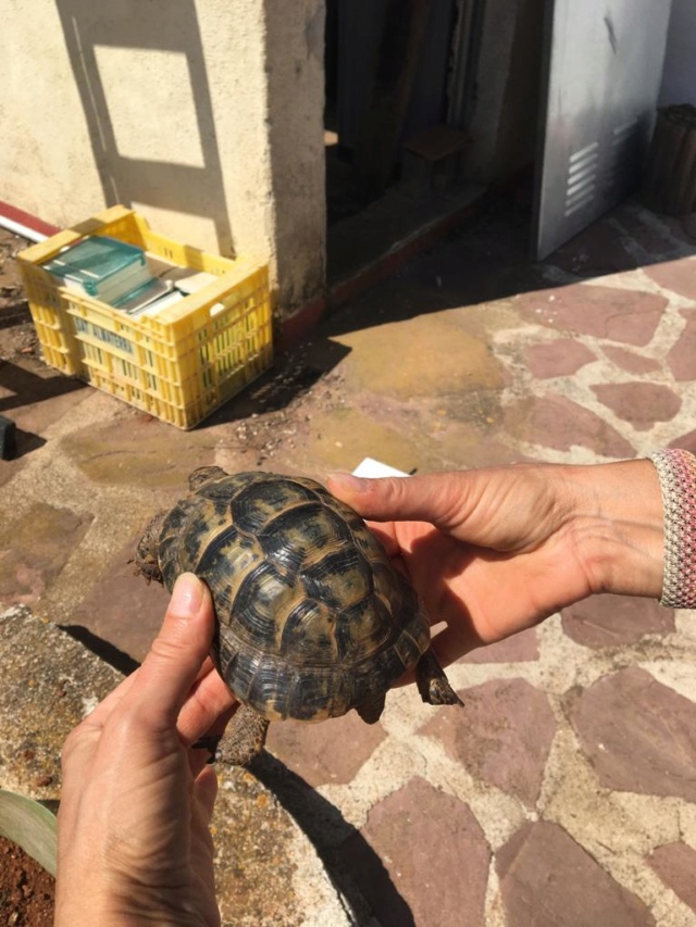 Aide à l'identification de mes 2 tortues Ed717410