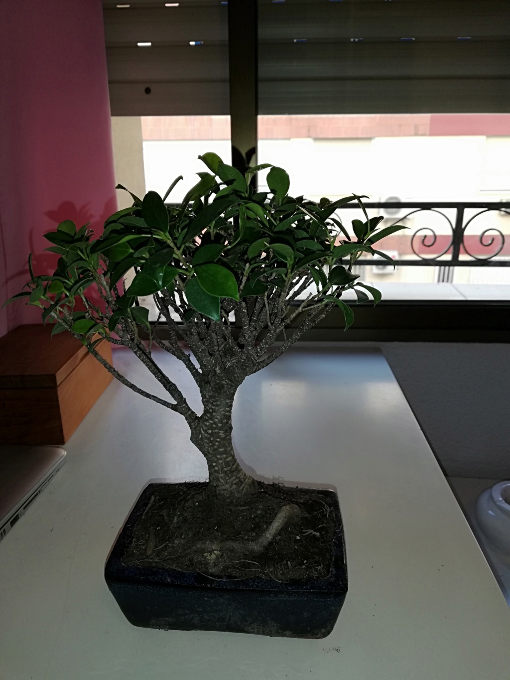 Primer bonsai Ficus - Ayuda principiante Img_2010