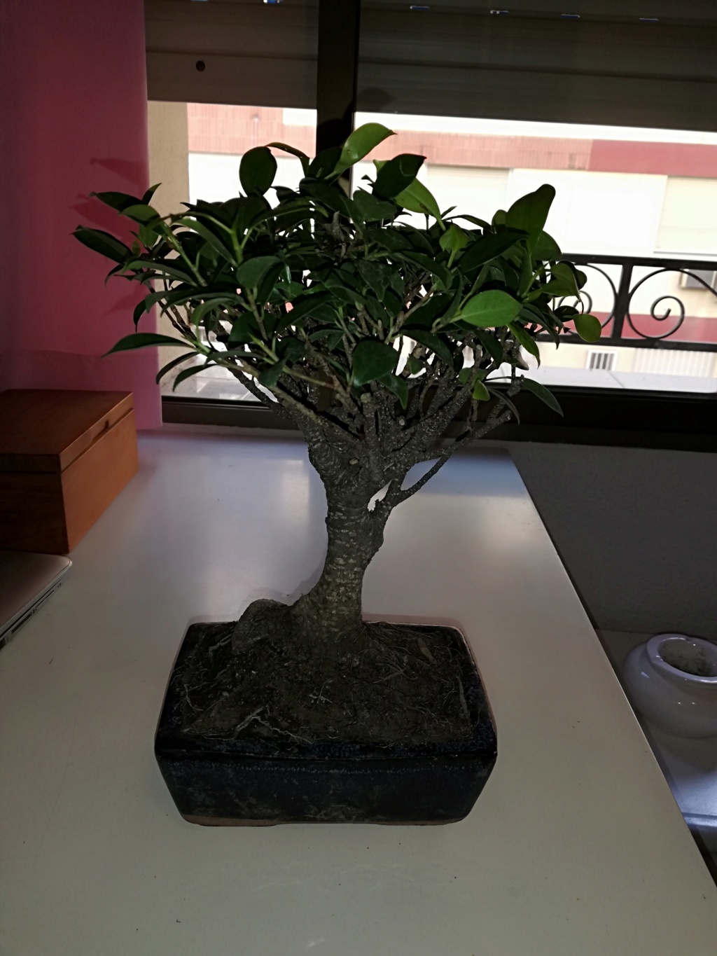 Primer bonsai Ficus - Ayuda principiante Img_2012