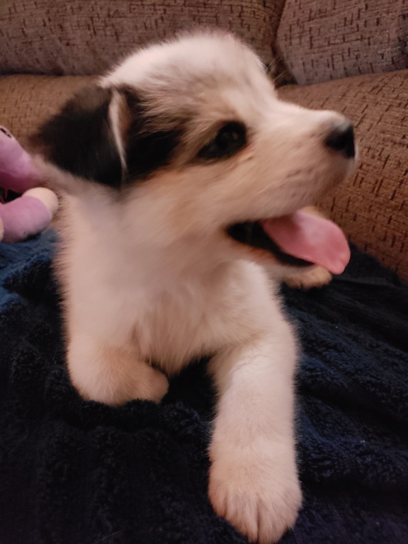 home - 8weeks old Puppy - weight and introduction into home 20181211