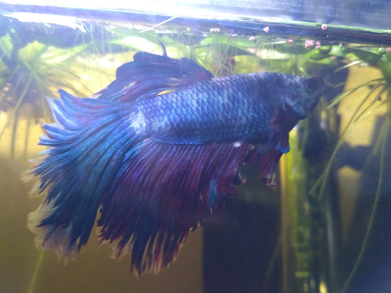 [HELP] Betta - Récidives incessantes pourriture des nageoires Img_2015