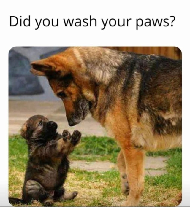 Remember to do this Paws11