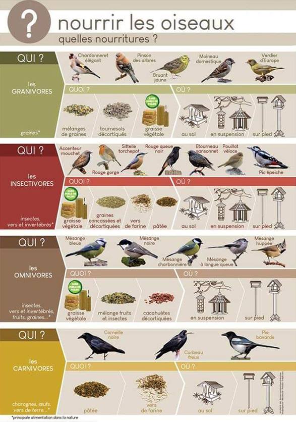 Les oiseaux, ils mangent quoi, ils nichent où ? 46135310