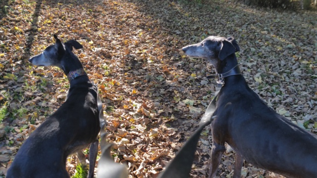 Romy 13 ans à l'adoption Adoptée  - Page 3 20211110