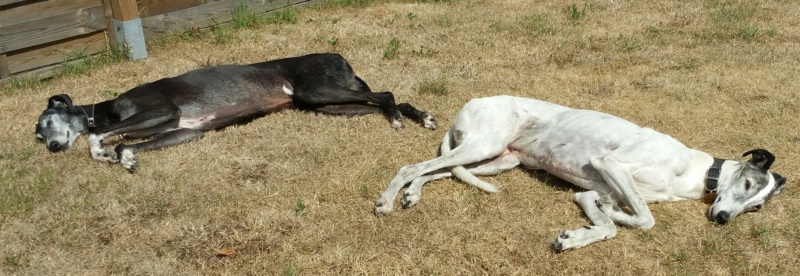 Manchego adorable galgo Scooby France à l'adoption Adopté  - Page 4 20220810