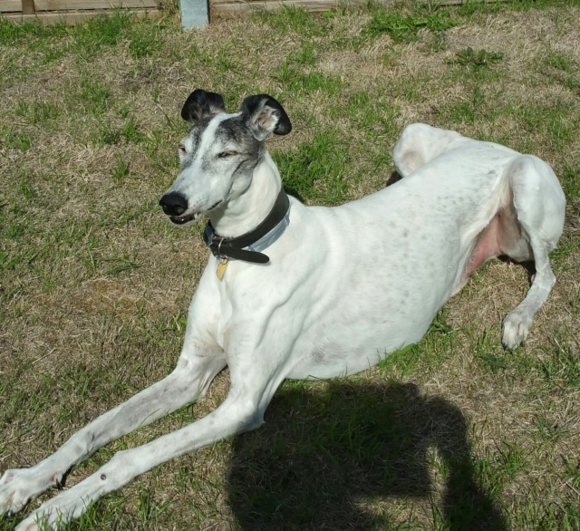 Manchego adorable galgo Scooby France à l'adoption Adopté  - Page 5 20220911