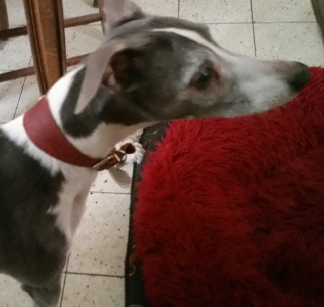 Gellup whippet de 12 ans  - Page 2 20240312