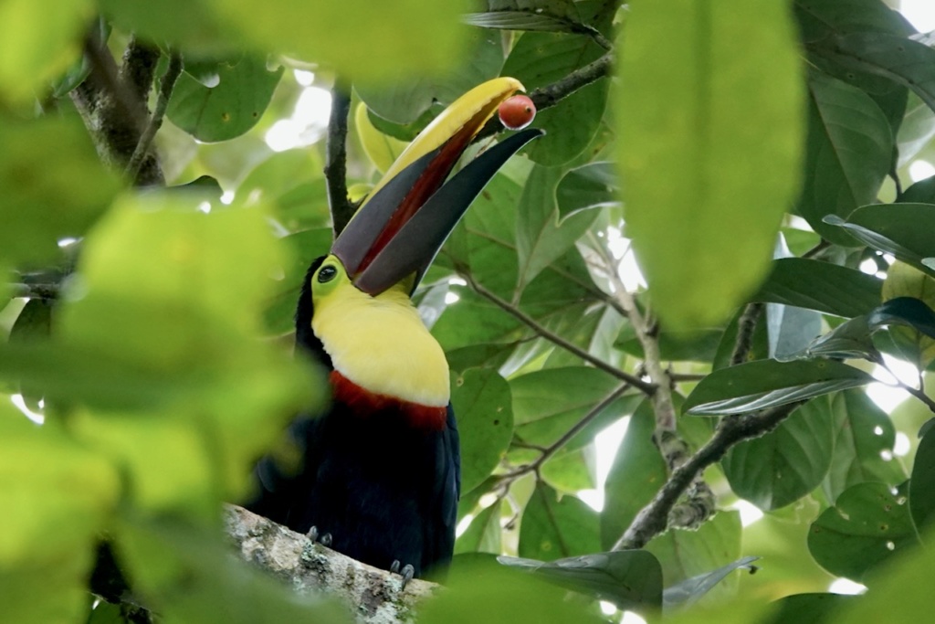 Toucan tocard (Costa Rica) Dsc00410