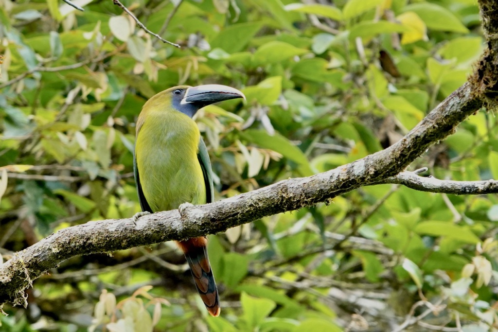 Toucanet émeraude (Costa Rica) Northe10