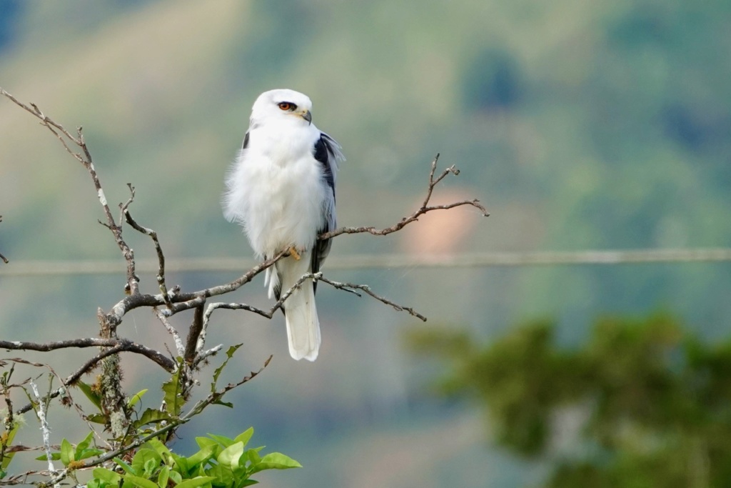 Élanion à queue blanche (Costa Rica) - Une pure beauté White-10