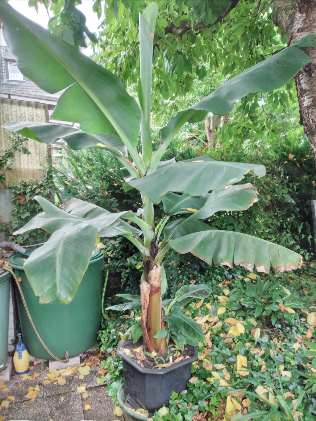 Bananengewächse (Musaceae) - Seite 11 Banane10