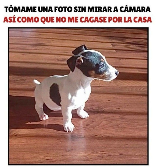 Cuidado con el perro Vol. 3 6c5e5d10