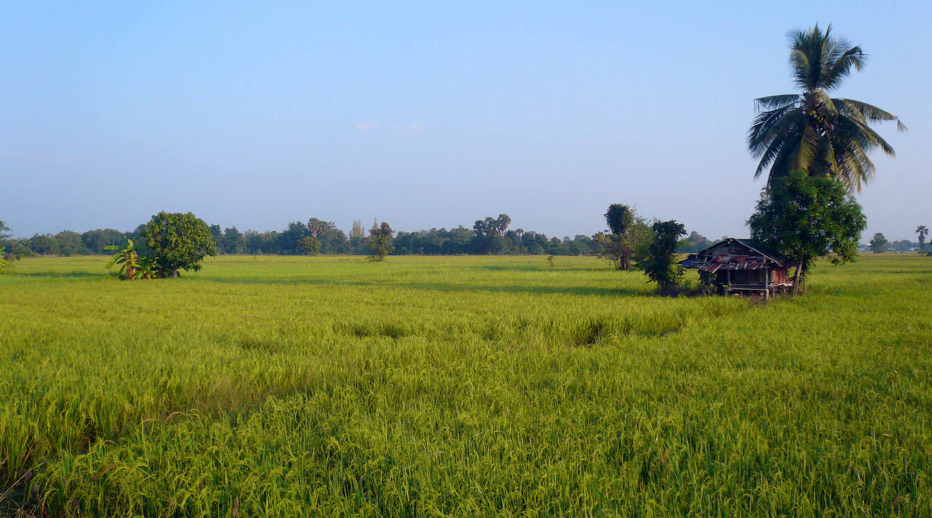 Dans la campagne de Kanchanaburi: agriculture, paysages, gens, moisson du riz. 14242512