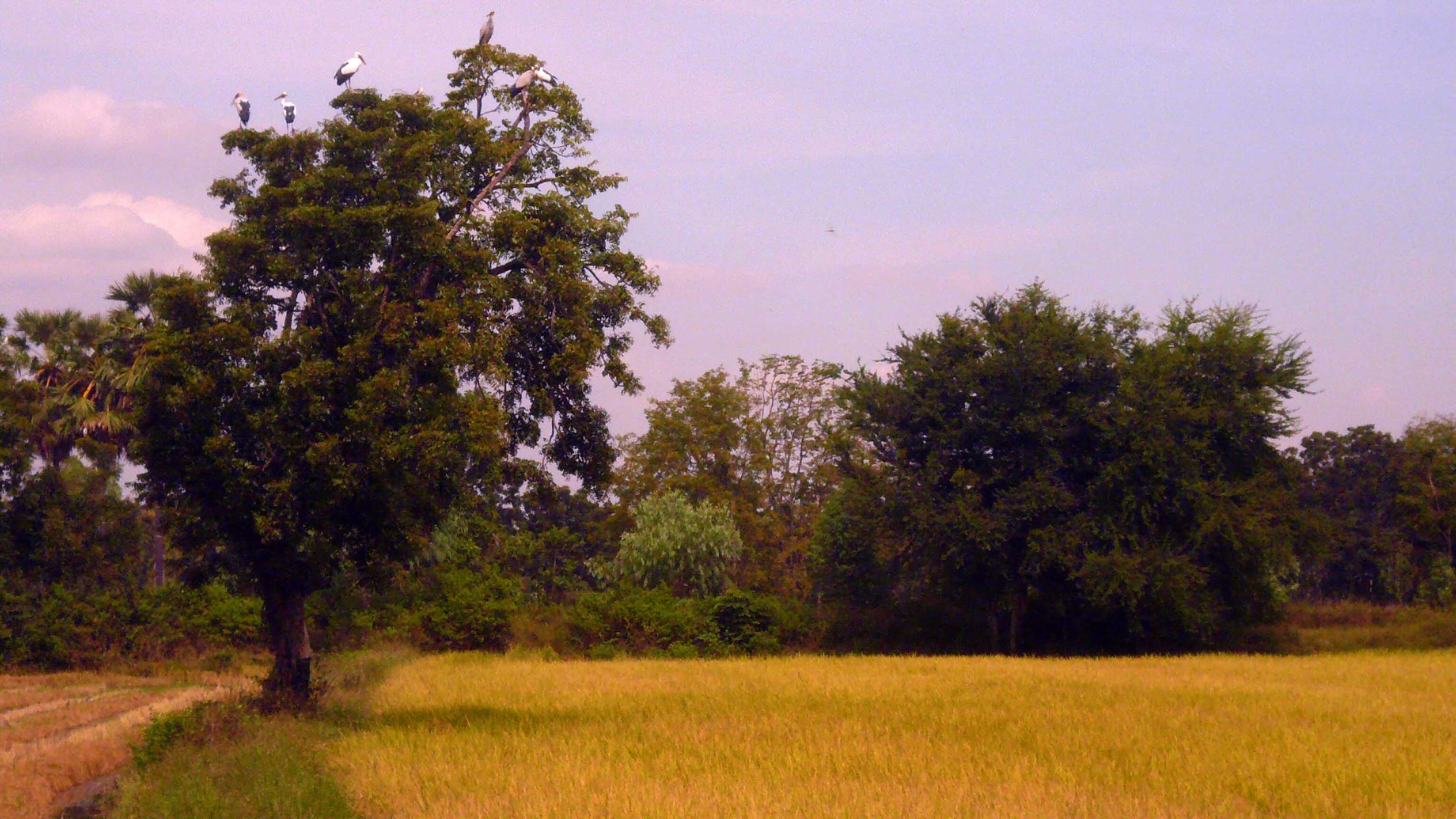 Dans la campagne de Kanchanaburi: agriculture, paysages, gens, moisson du riz. 14242513