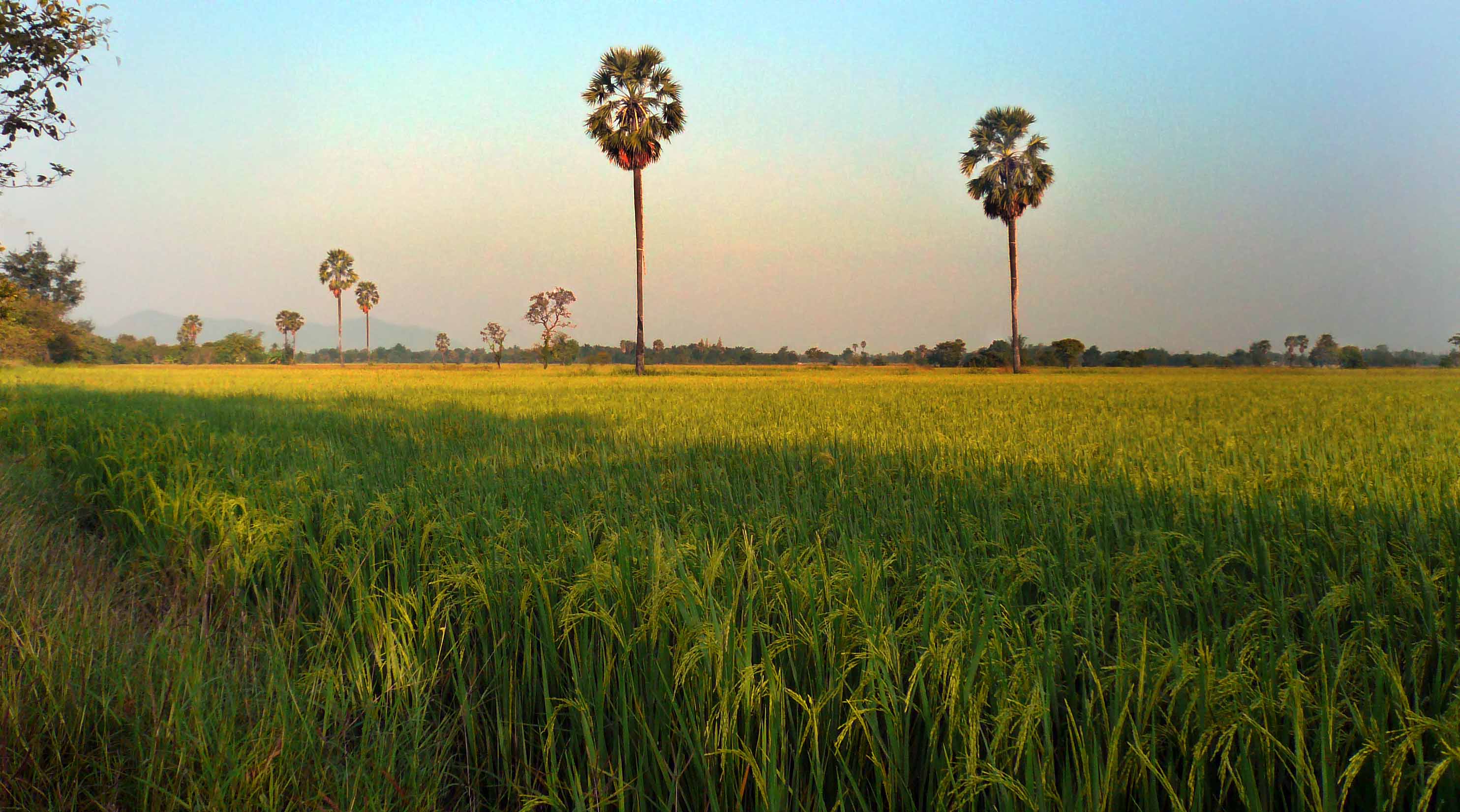 Dans la campagne de Kanchanaburi: agriculture, paysages, gens, moisson du riz. 14242514