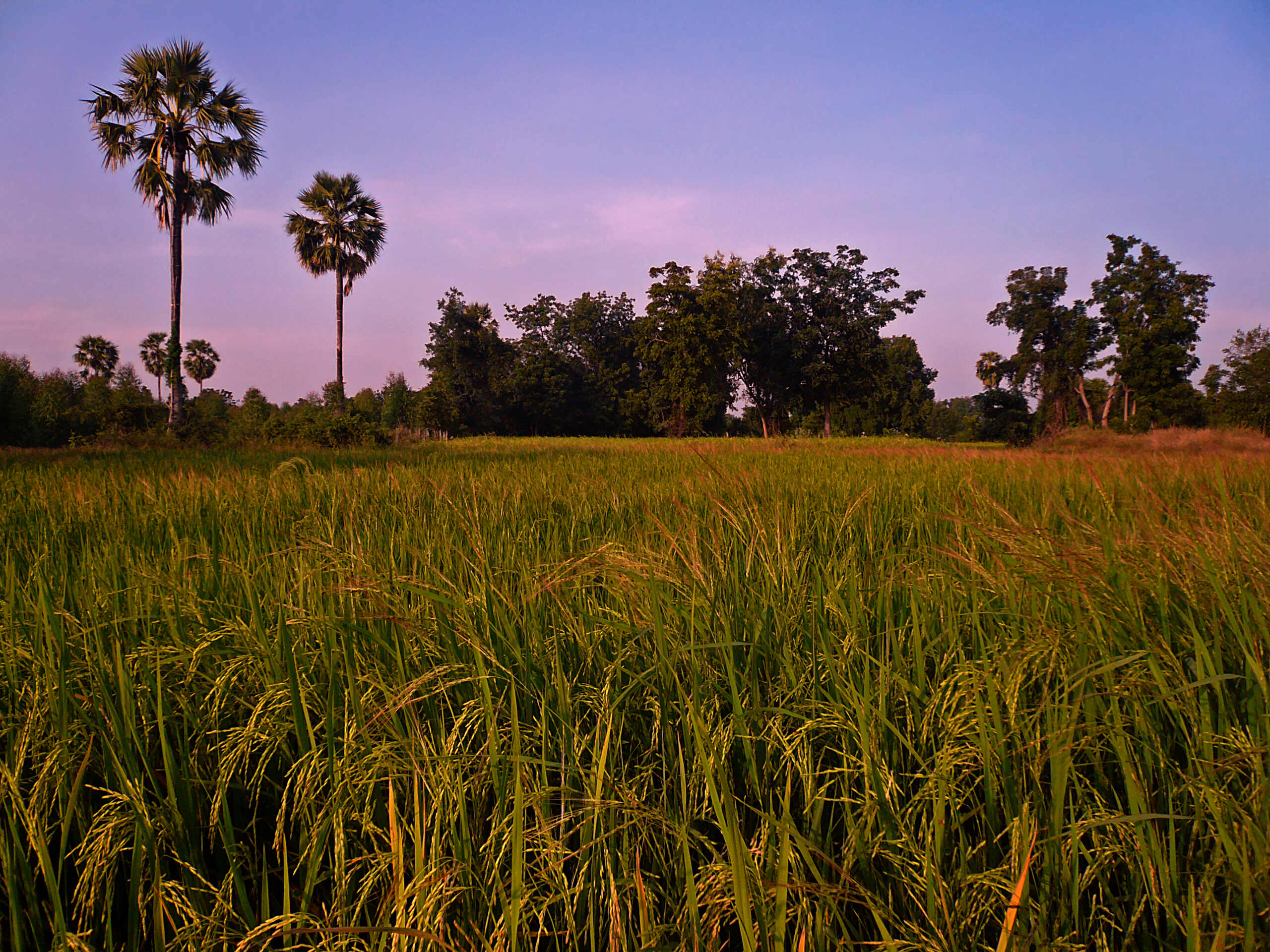 Dans la campagne de Kanchanaburi: agriculture, paysages, gens, moisson du riz. P1090913
