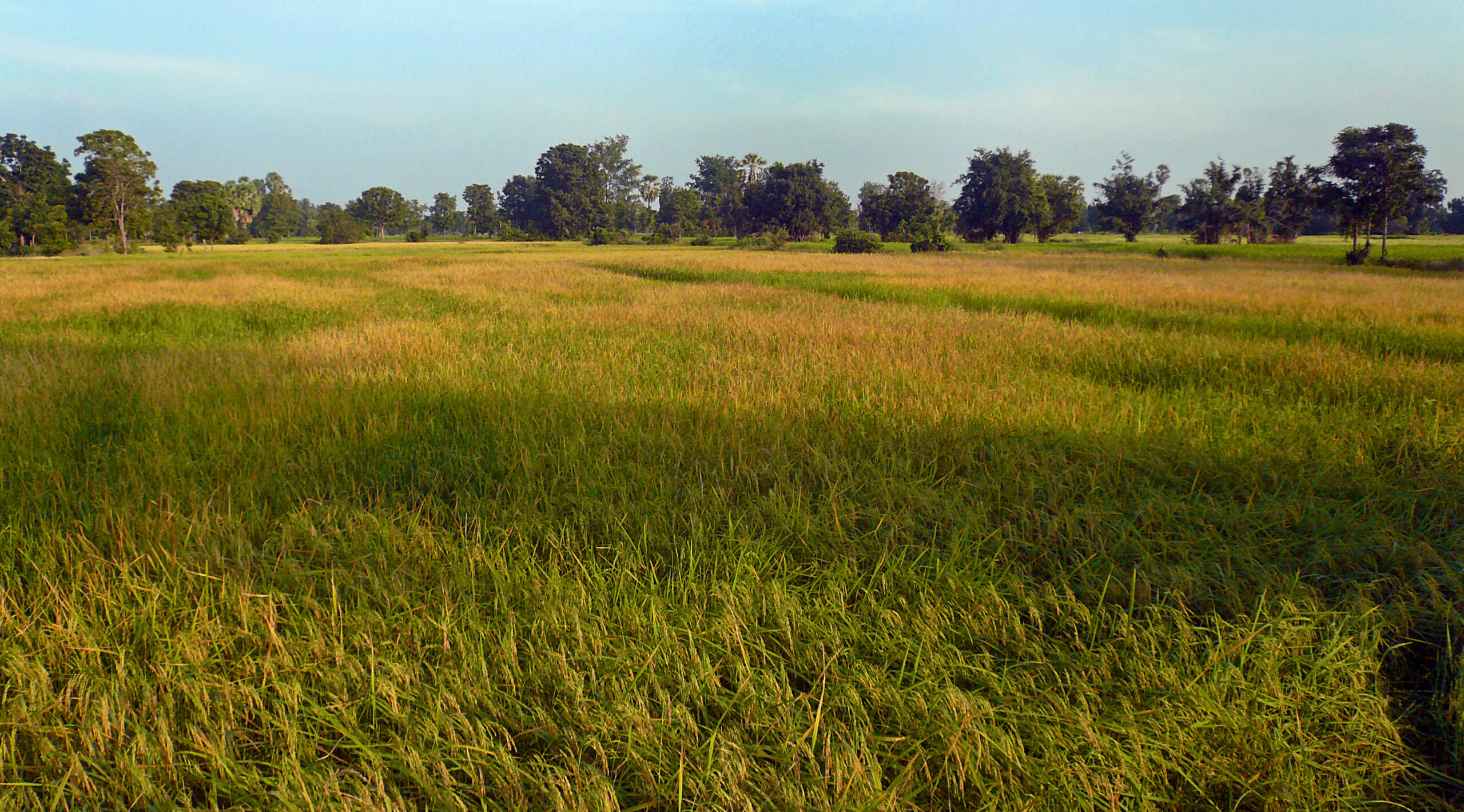 Dans la campagne de Kanchanaburi: agriculture, paysages, gens, moisson du riz. P1100011