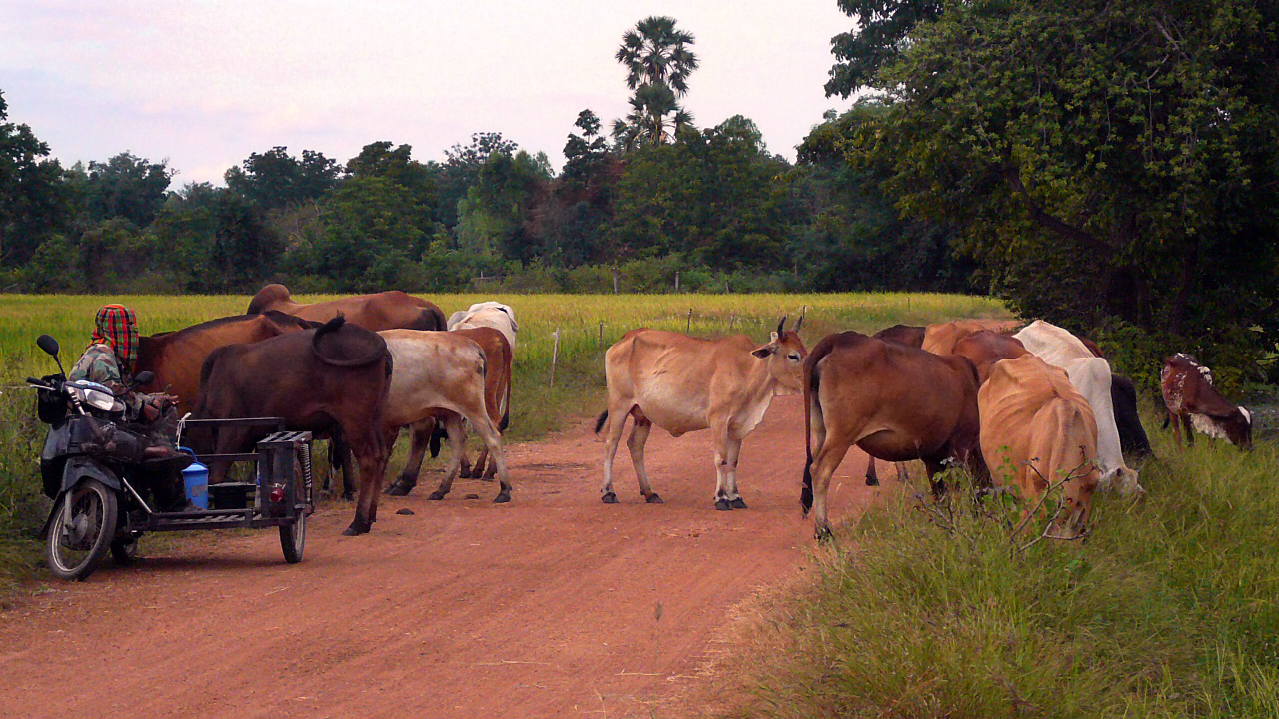 Dans la campagne de Kanchanaburi: agriculture, paysages, gens, moisson du riz. P1100811