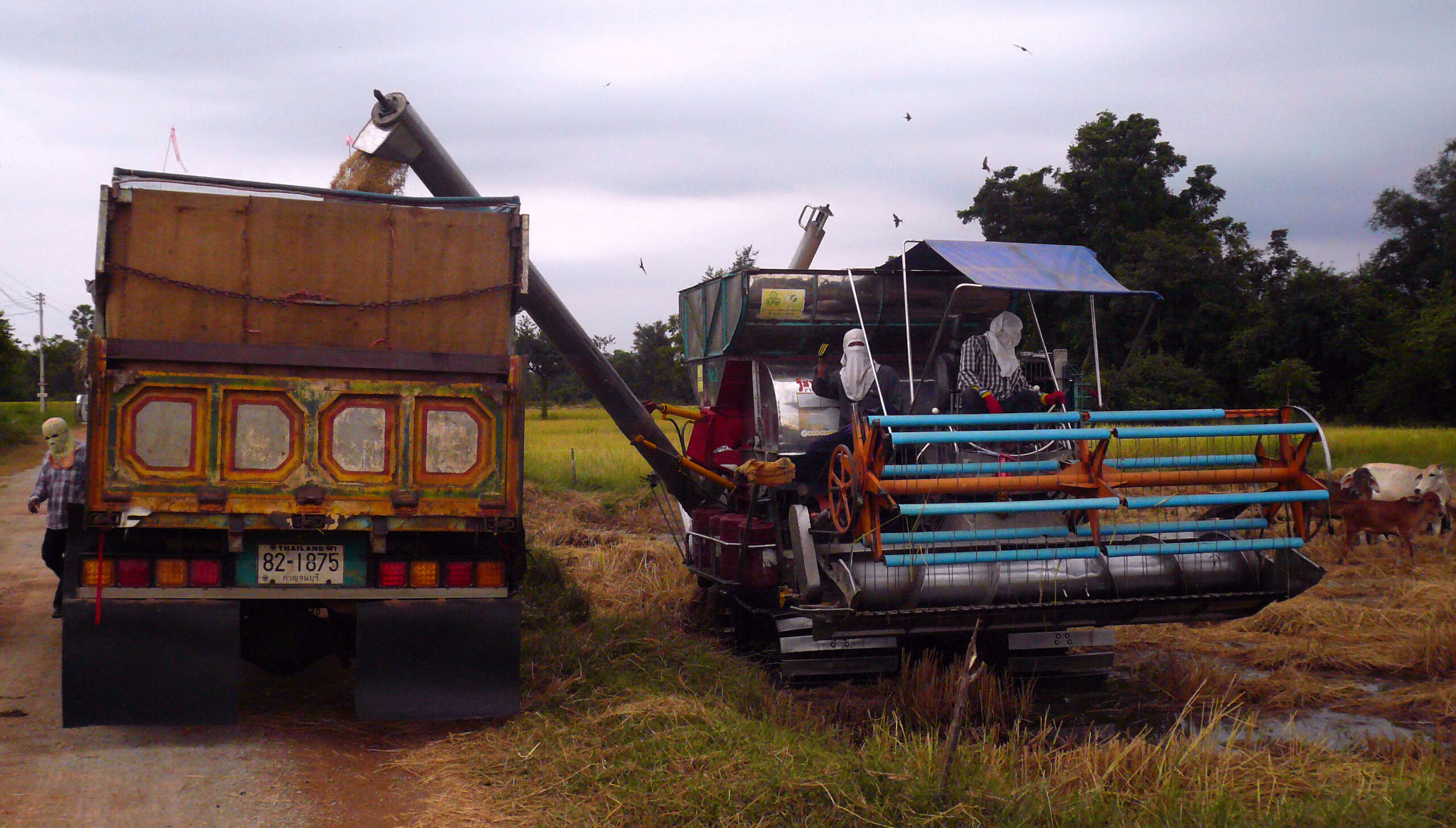 Dans la campagne de Kanchanaburi: agriculture, paysages, gens, moisson du riz. P1110110