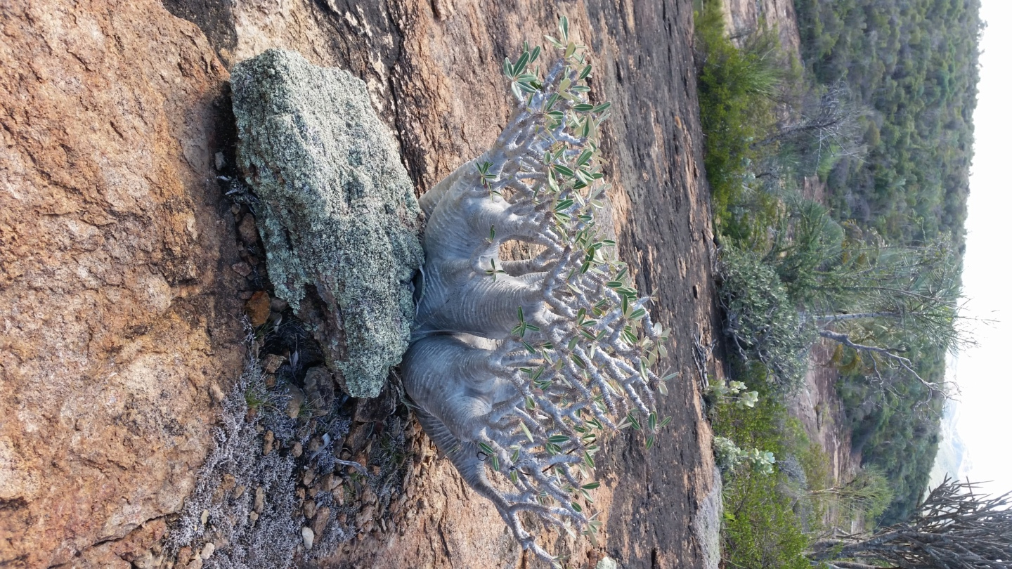 PACHIPODIUMS "in situ" 20160610