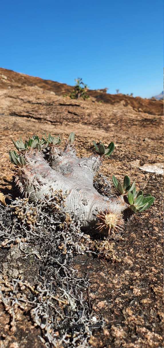 PACHIPODIUMS "in situ" 20211218