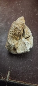morceau de fossile  17139414