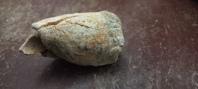 morceau de fossile  17139415