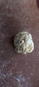 oursins fossiles ? ?tunisie  17152312