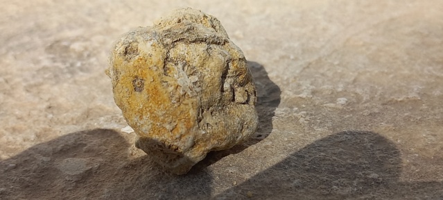 oursins fossiles ? ?tunisie  17154112
