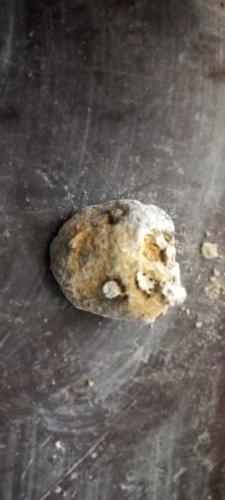oursins fossiles ? ?tunisie  20240220