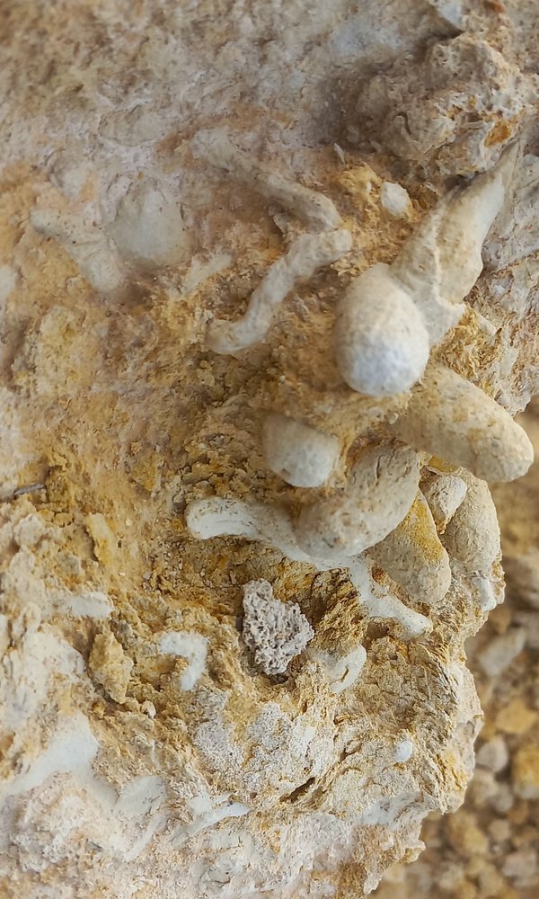 fossile de carrières de tunisie  20240413
