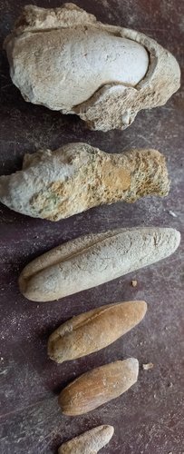 fossile de carrières de tunisie  20240414