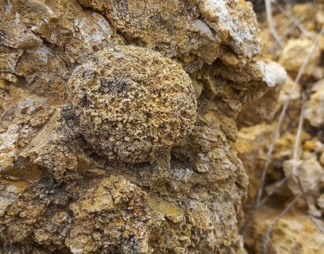 fossile des carrières de tunisie  20240415