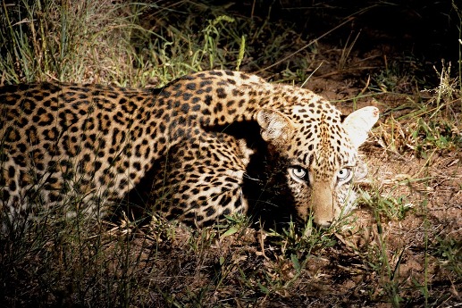  l'Afrique du Sud interdit la chasse au léopard ! 14782510