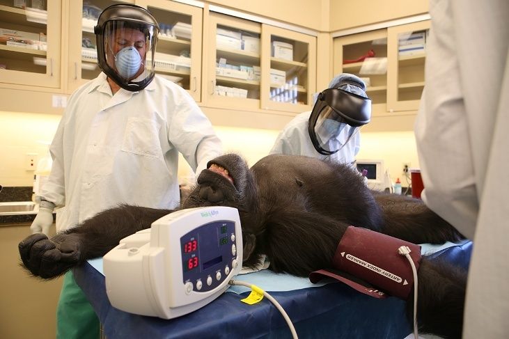 Pour la retraite des singes de l'université de Louisiane!  Nirc-w10