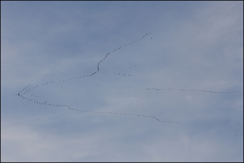 Photos de Fisher24 : maj du 20/01/16 (Le Teich) - Page 34 Img_0310