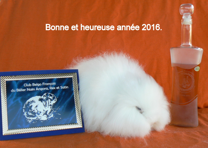 Bonne année 2016. P1830610